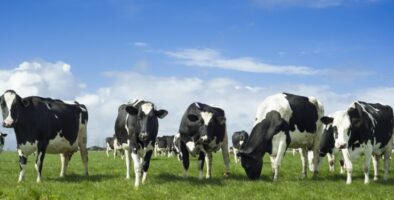 Black and white dairy cows in a field