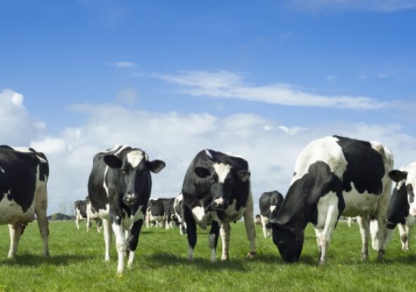 Black and white dairy cows in a field