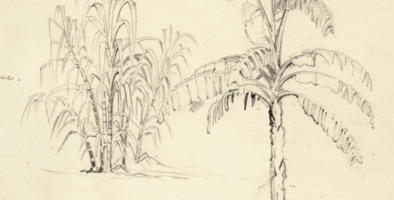 An old drawing of a sugarcane plant