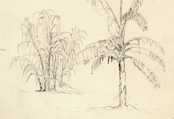 An old drawing of a sugarcane plant
