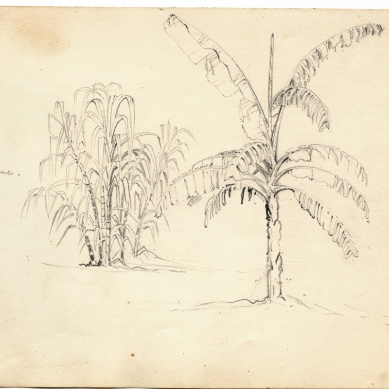 An old drawing of a sugarcane plant