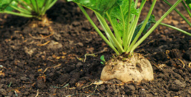 Sugar beet growing in a field