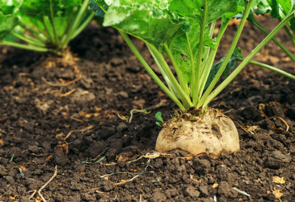 Sugar beet growing in a field