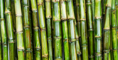 Close-up shot of green sugarcane