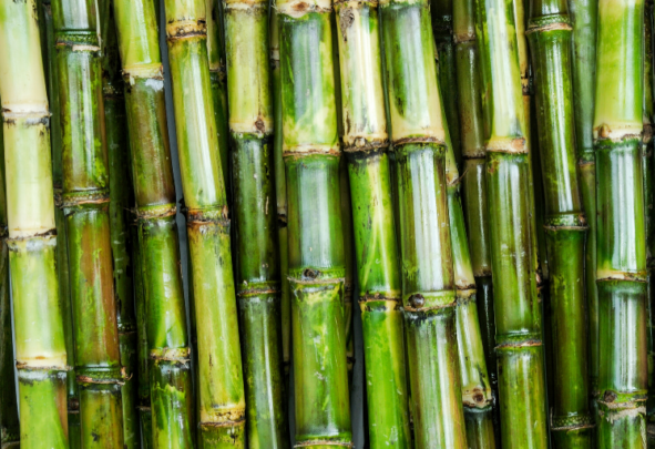 Close-up shot of green sugarcane