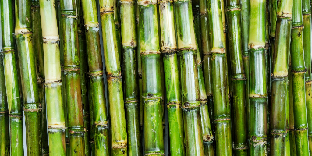 Close-up shot of green sugarcane