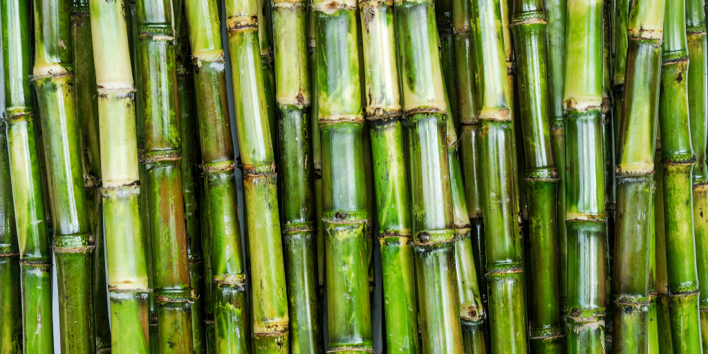 The Sugar Series: Sugar Cane Production | Czarnikow