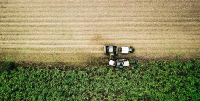 Sugar cane being harvested mechanically in a field