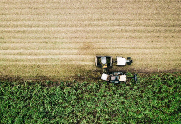 Sugar cane being harvested mechanically in a field