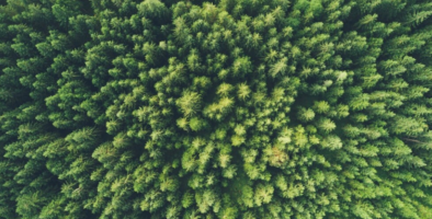 Birdseye image of coniferous forest