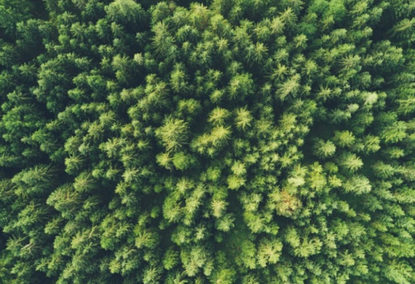 Birdseye image of coniferous forest