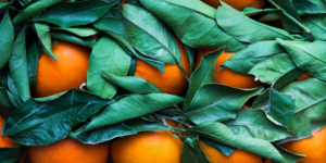 oranges pictured with their leaves