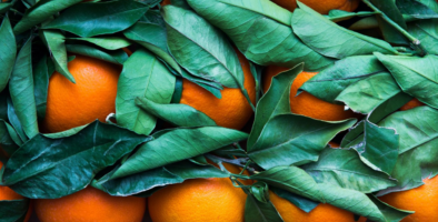 oranges pictured with their leaves