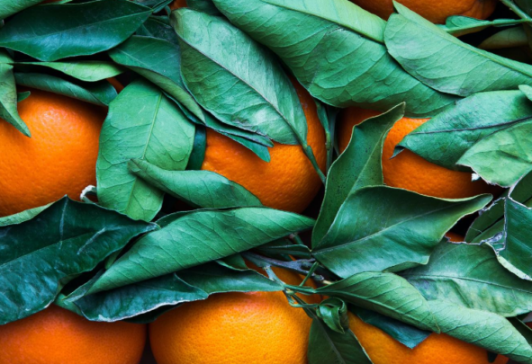 oranges pictured with their leaves