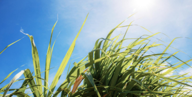 sugar cane on a sunny day