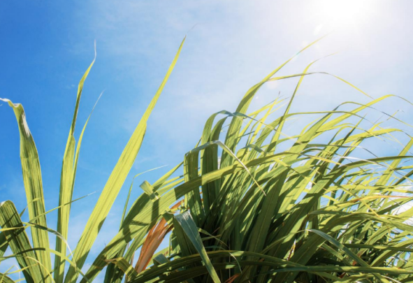 sugar cane on a sunny day