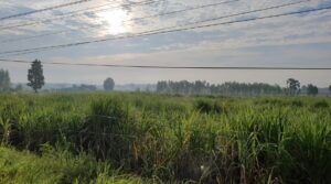 A field of sugar cane in Thailand