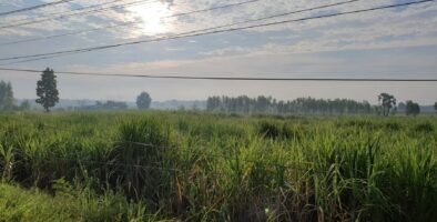 A field of sugar cane in Thailand