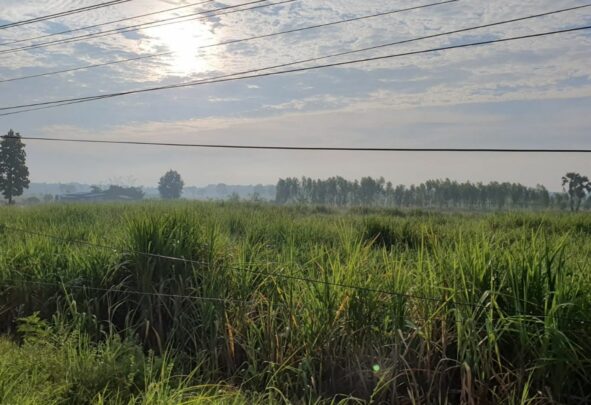 A field of sugar cane in Thailand