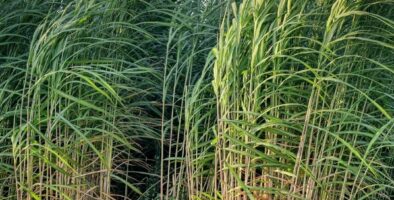 sugar cane in a field