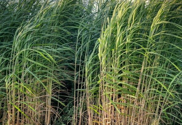 sugar cane in a field